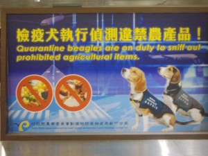 Quarantine Beagles.