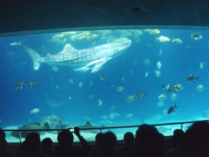 Whale Shark 