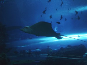 Underwater Tunnel and a Ray