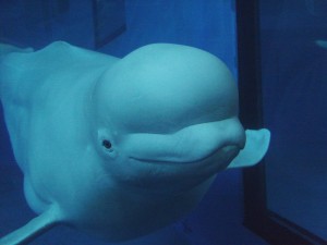 Beluga Whale