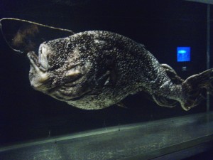 Angler Fish