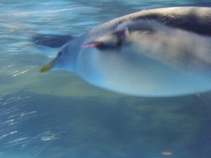 Streamlined Penguin