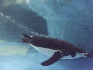 Speedy Penguin