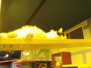 Highcat sleeping.