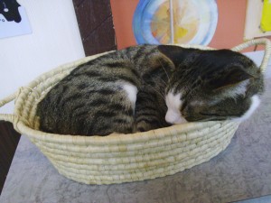 Sleeping Cat
