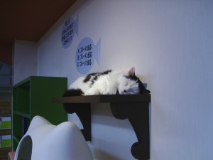 Shelfcat sleeping.