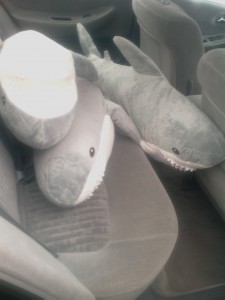 Sharks in the Backseat.