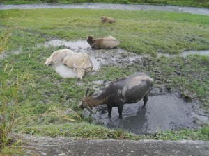 Water Buffalo Frolicking