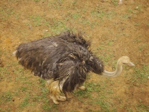Ostrich