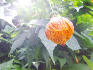 Ninja Flower