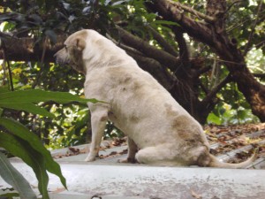 Ninja Dog