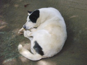 Ninja Dog 2