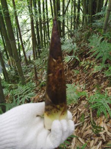 Taken bamboo shoot.