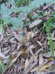 Soon-to-be-taken-bamboo-shoot