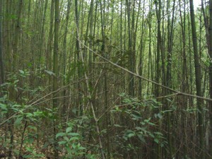 Bamboo Grove