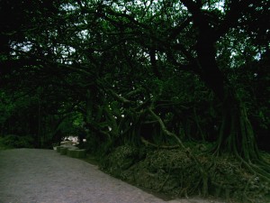 Xiaoyeliu Walking Trail